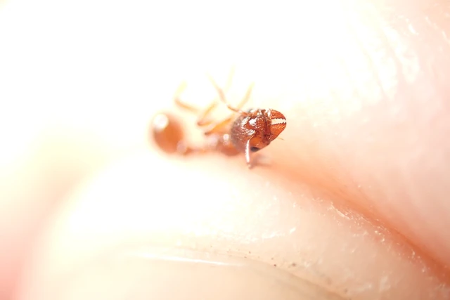Myrmica rubra - közönséges bütyköshangya