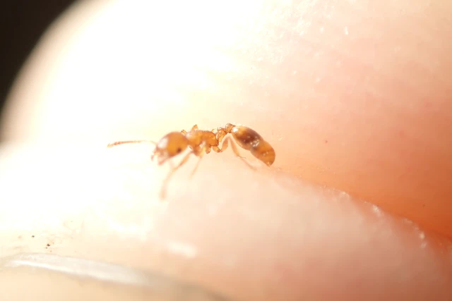 Temnothorax crassispinus - gubacslakó kéreghangya