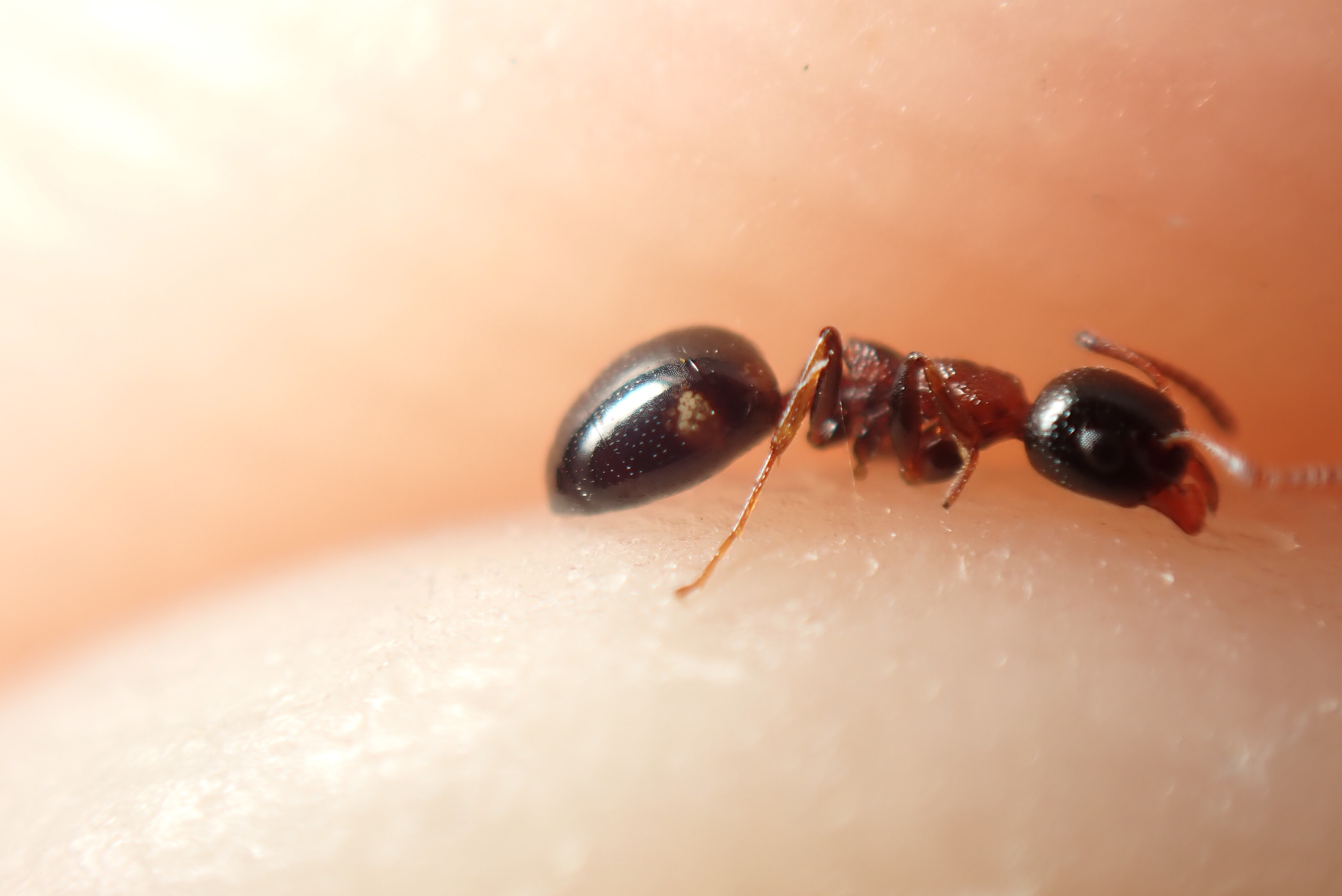 Dolichoderus quadripunctatus - négypettyes erdeihangya