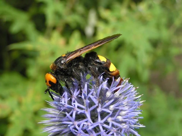 Megascolia maculata - óriás-tőrösdarázs