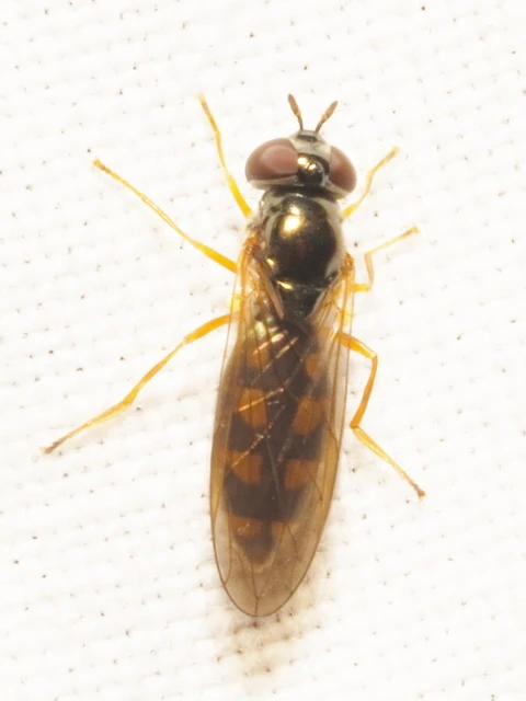 Diptera - Kétszárnyúak