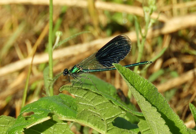 Calopteryx splendens - sávos szitakötő