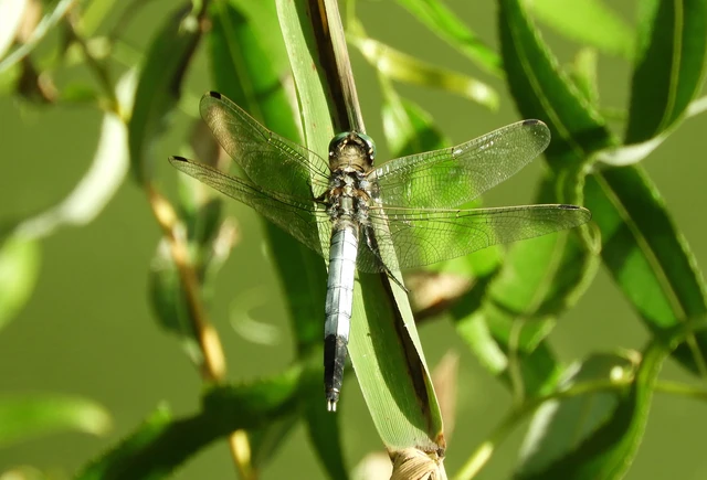 Orthetrum albistylum - fehérfarkú pásztorszitakötő