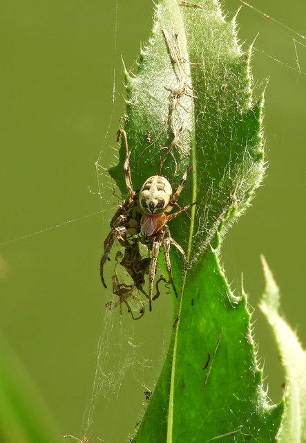 Araneae - Pókok