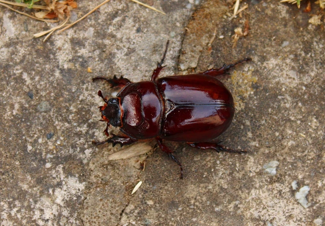 Oryctes nasicornis - orrszarvú bogár