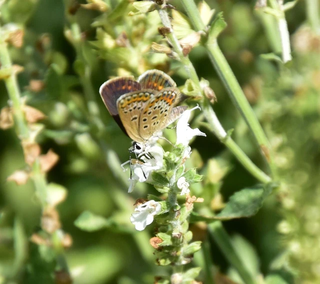 Plebejus argus - ezüstös boglárka