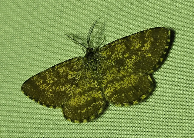 Ematurga atomaria - barna rétiaraszoló