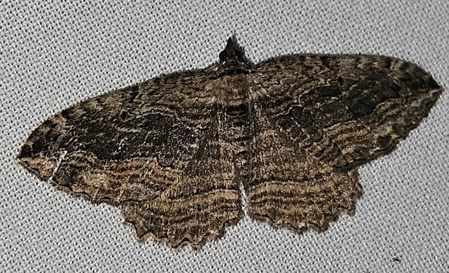 Philereme transversata - varjútövis-araszoló