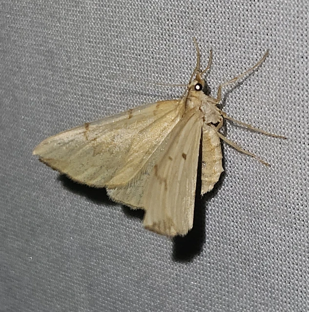 Eulithis pyraliata - sárga galajaraszoló