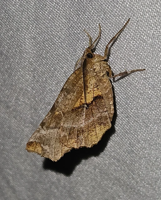 Selenia dentaria - kétfoltos holdasaraszoló