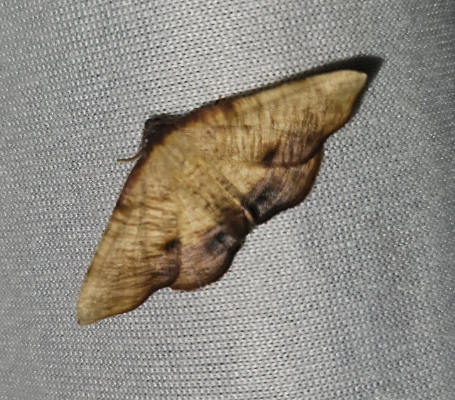 Plagodis dolabraria - baltaszárnyú araszoló