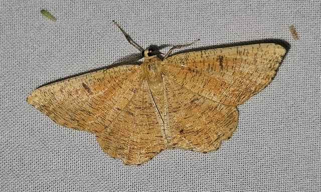 Angerona prunaria - sárga kökényaraszoló