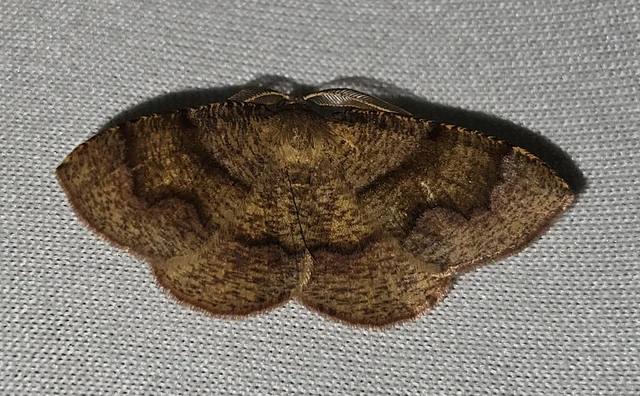 Plagodis pulveraria - szemcsés araszoló