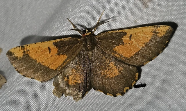 Angerona prunaria - sárga kökényaraszoló