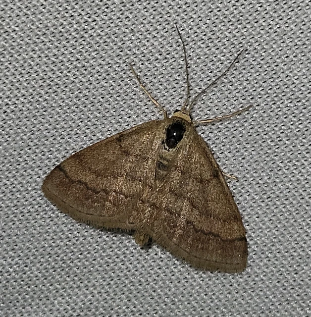 Scopula rubiginata - réti pirosaraszoló