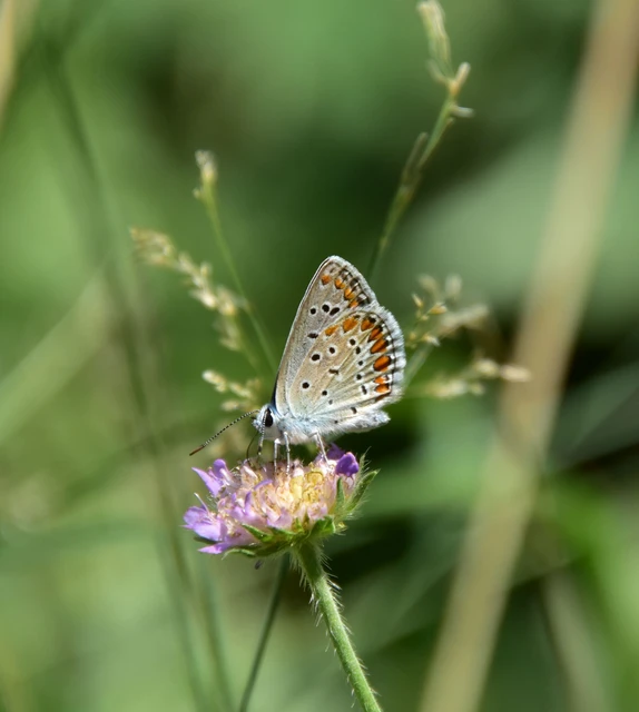 Polyommatus icarus - közönséges boglárka