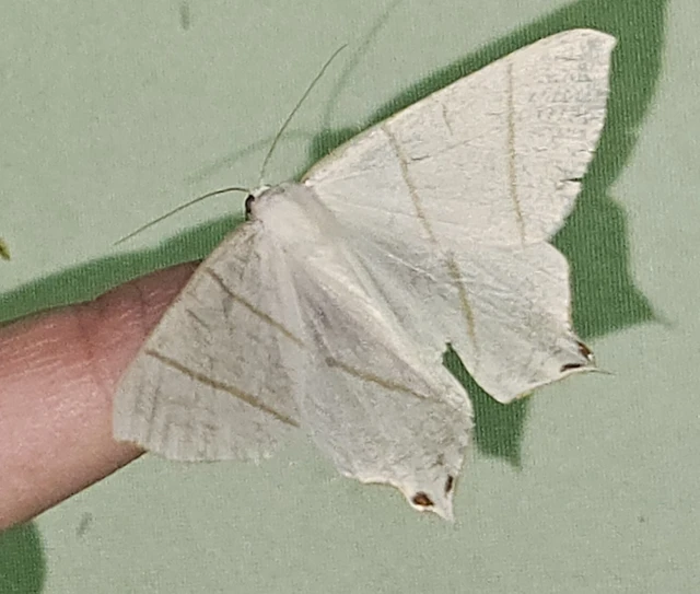 Ourapteryx sambucaria - fecskefarkú araszoló