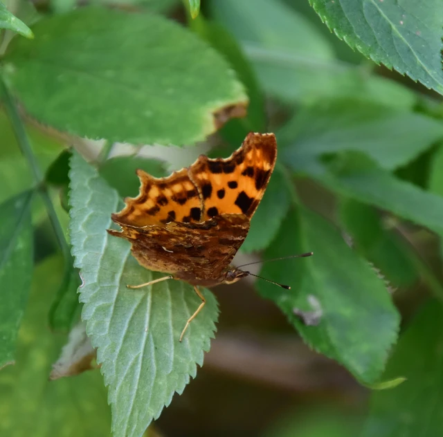 Nymphalis c-album - C-betűs lepke