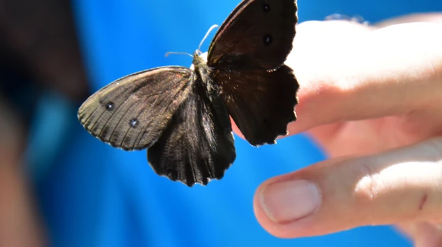 Minois dryas - fekete szemeslepke