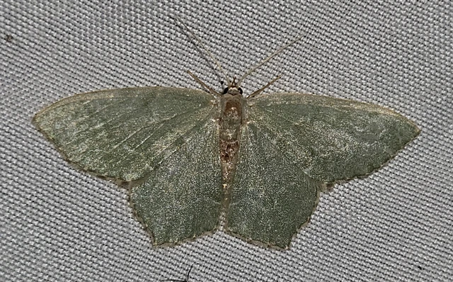 Hemithea aestivaria - nyír-zöldaraszoló