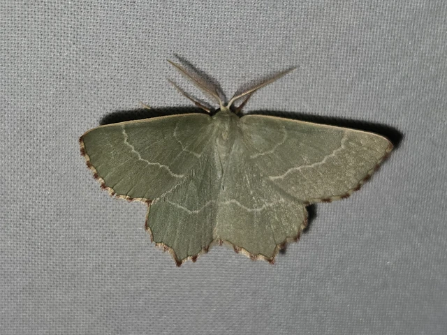Thalera fimbrialis - csipkésszélű zöldaraszoló