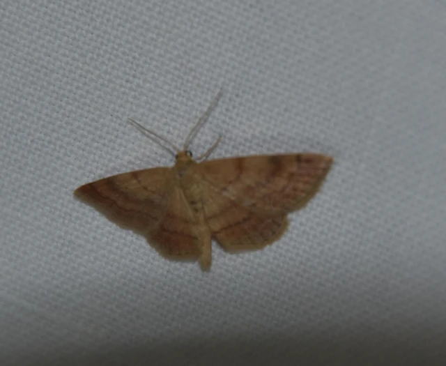 Scopula rubiginata - réti pirosaraszoló