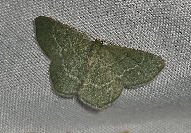 Chlorissa cloraria - sárgászöld araszoló