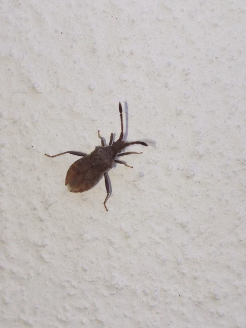 Coriomeris