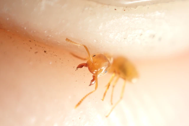 Lasius flavus - gyakori borostyánhangya