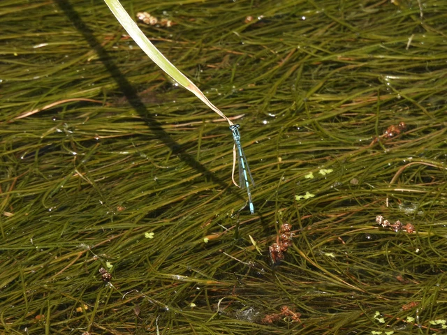 Coenagrion puella - azúrkék légivadász Coenagrion puella - azúrkék légivadász