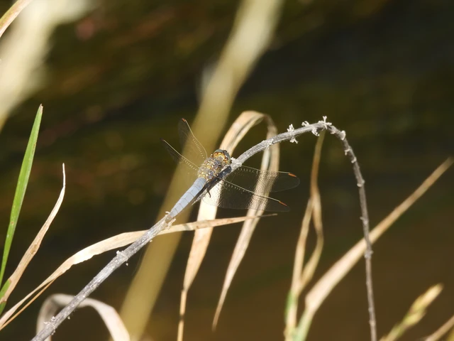 Orthetrum coerulescens - karcsú pásztorszitakötő