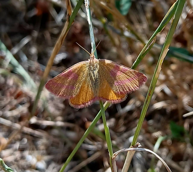 Lythria purpuraria - bíborsávos araszoló
