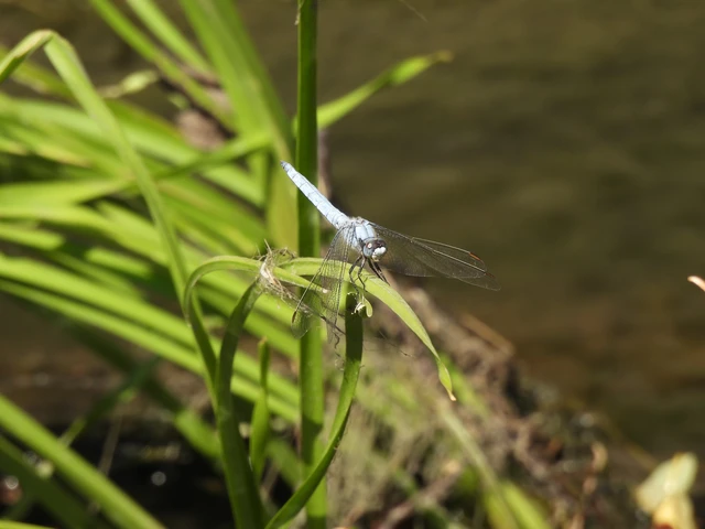 Orthetrum brunneum - pataki pásztorszitakötő