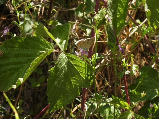 Polyommatus icarus - közönséges boglárka
