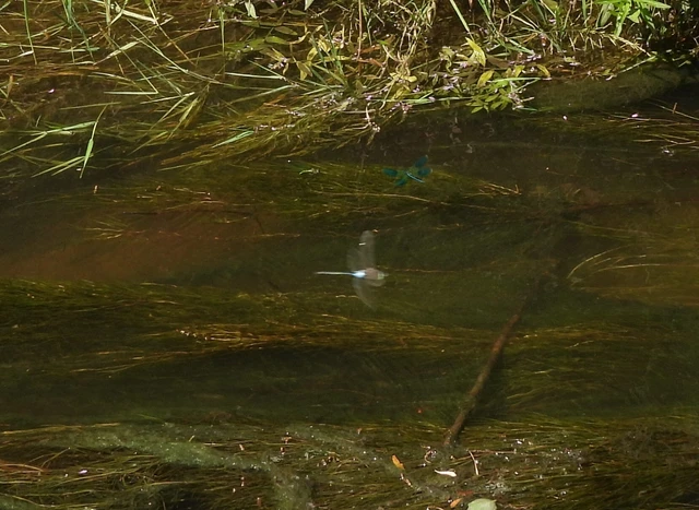 Anax parthenope - barna óriásacsa