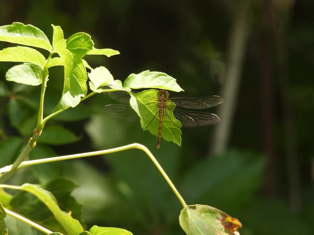 Sympetrum striolatum - harántsávos katona-szitakötő