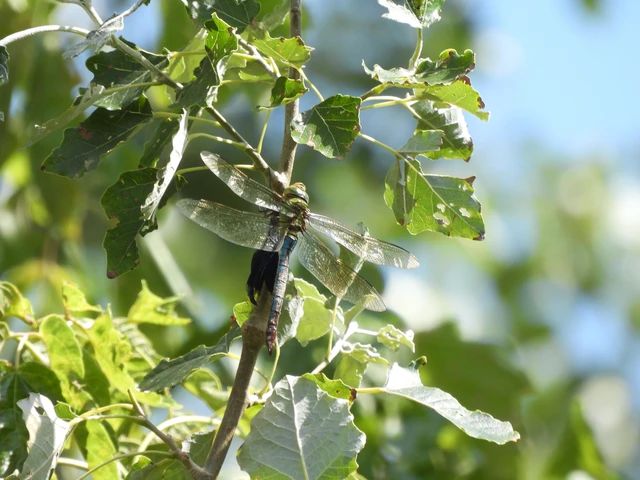 Anax imperator - zöld óriásacsa