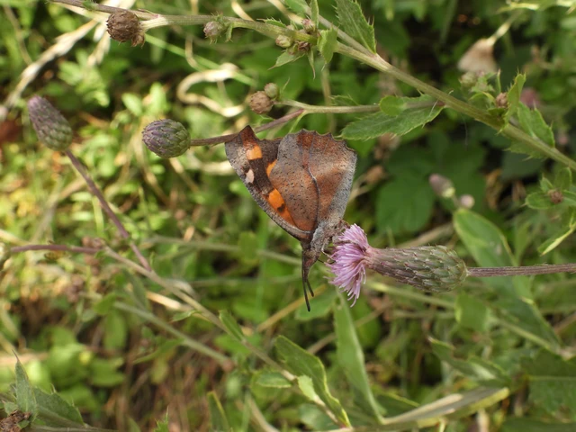 Libythea celtis - csőröslepke