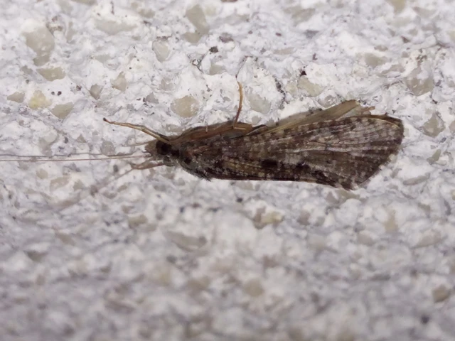 Trichoptera - Tegzesek