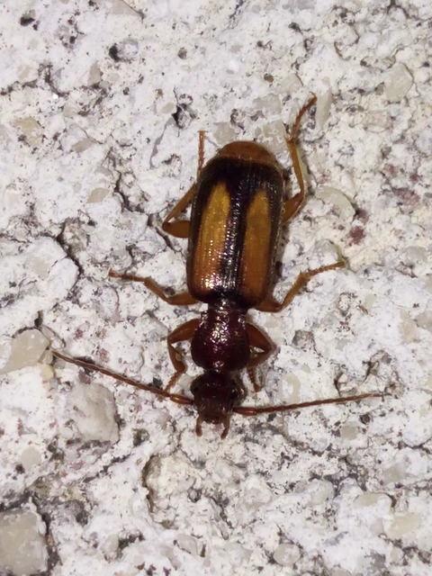 Polistichus connexus - barna sutafutó