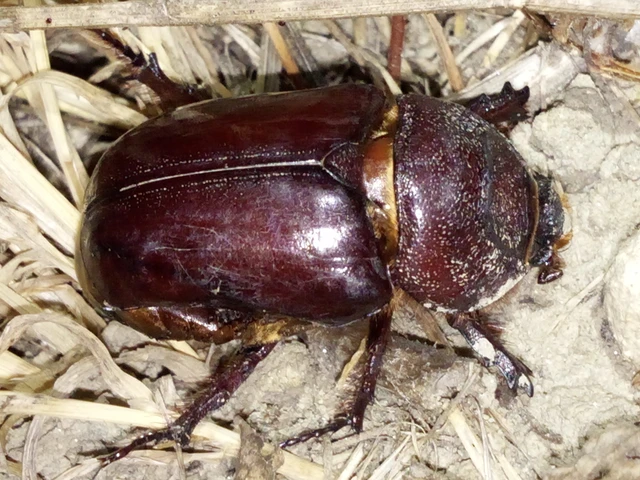 Oryctes nasicornis - orrszarvú bogár