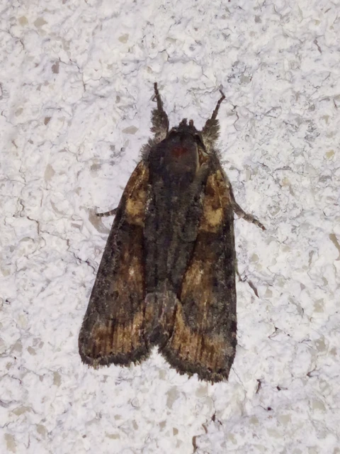 Bryophila raptricula/felina