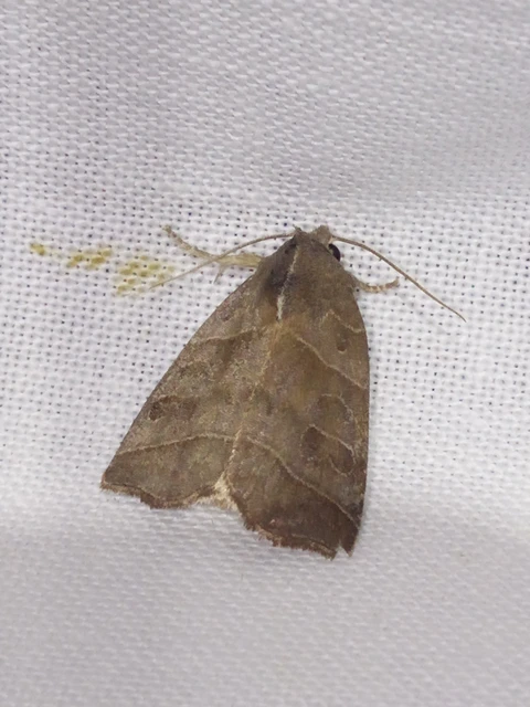 Ipimorpha retusa - sarlós fűzbagoly