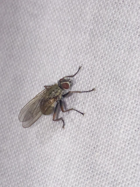 Diptera - Kétszárnyúak