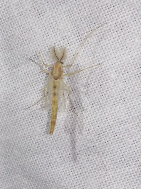 Diptera - Kétszárnyúak