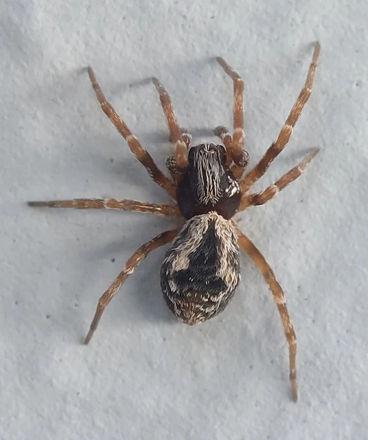 Araneae - Pókok