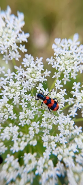 Trichodes apiarius - szalagos méhészbogár