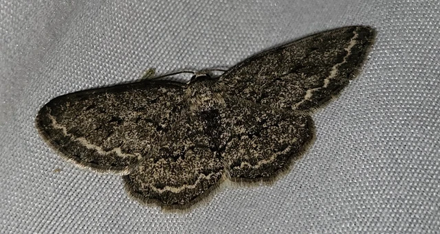Ectropis crepuscularia - avararaszoló