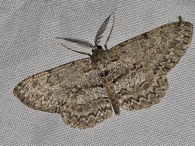 Hypomecis punctinalis - pettyes faaraszoló