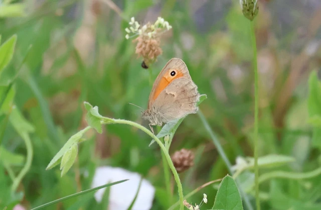 Coenonympha pamphilus - kis szénalepke
